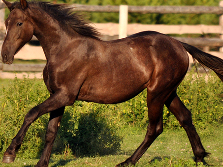 Купить белорусских лошадей по хорошим ценам | Интернет-магазин