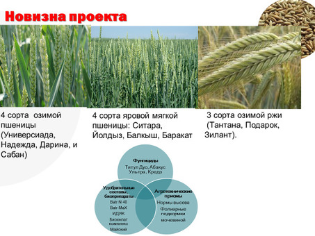 Купить сорт озимой ржи «Дымка» в Москве по выгодным ценам — интернет-магазин AgroShop