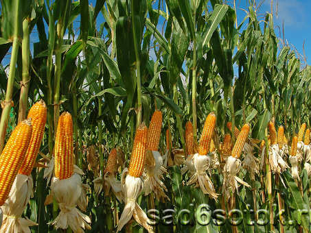 Кормовая кукуруза: цена за кг