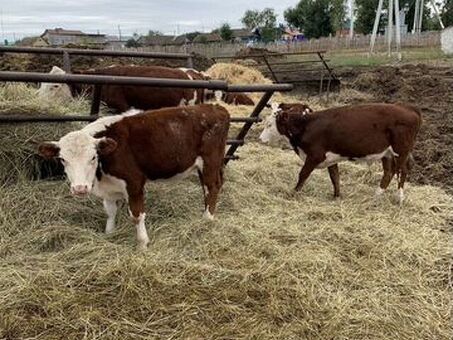 Купить быков герефордской породы на Авито – лучшие предложения и цены.