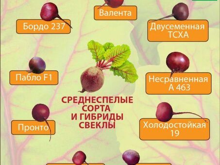 Урожайность свеклы с гектара: высокая урожайность и качество