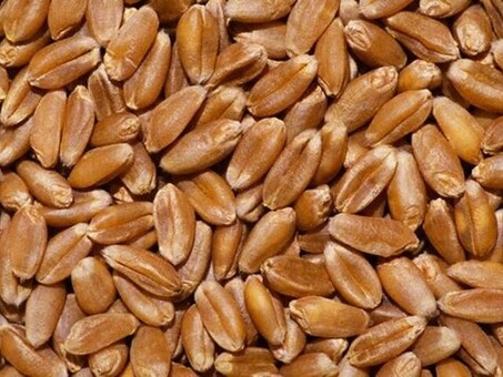 Текущие цены на пшеницу в Омске: актуальная информация