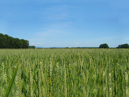 Сегодняшняя цена на пшеницу | Сегодняшняя информация о ценах на пшеницу