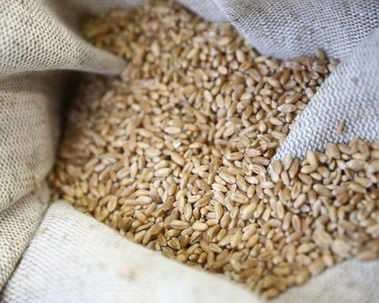 Цены на пшеницу: текущие цены, сравнение поставщиков, условия доставки и оплаты - Интернет-магазин