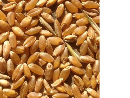 Пшеница 5 класса Цена за тонну - Купить с доставкой - Официальный сайт