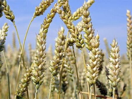 Цены на пшеницу в Алтайском крае - текущие цены на зерно