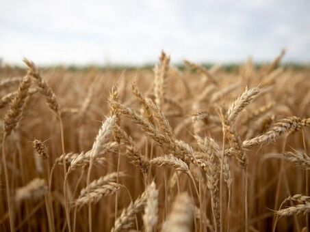 Цена на пшеницу в Омске сегодня | Текущая цена на зерно в Омске