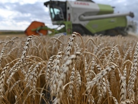 Цена пшеницы за тонну в России: текущие данные, аналитические данные, прогноз