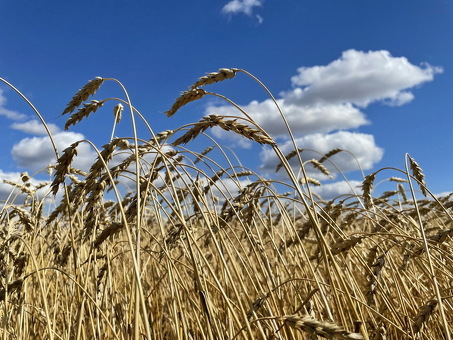 Цена пшеницы за тонну - текущие цены и предложения