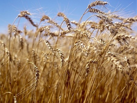 Сегодняшняя цена пшеницы за килограмм - лучшие предложения