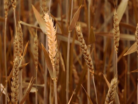 Сегодняшняя цена на пшеницу: Текущая цена за тонну