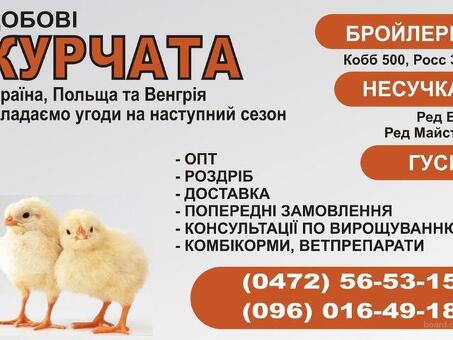 Купить живых цыплят: цена за курицу, доставка - Chicken Shop