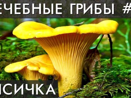 Гриб Лисичка черная Цена — купить по выгодной цене онлайн