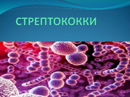 Стрептококк: симптомы, лечение, характеристика