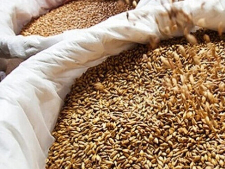 Ячмень кормовой: цена за тонну, особенности и преимущества