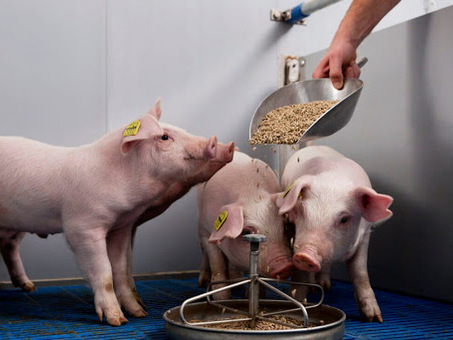 Цена на свиней: сколько стоит и где лучше всего купить?