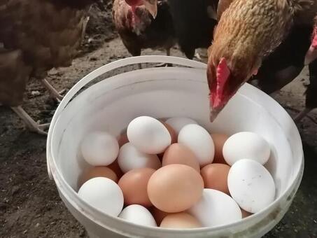 Оптовая поставка домашних куриных яиц – по лучшей цене, качеству и условиям.