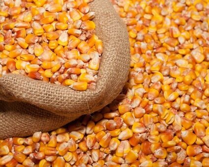 Купить кукурузу по выгодным ценам в России - купить сейчас