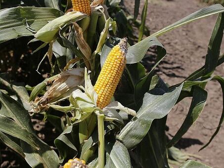 Кукуруза Краснодарского края: свежий продукт от фермеров | Низкая цена - % | Качественная натуральная кукуруза