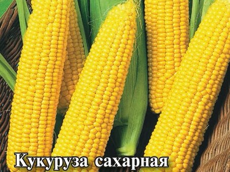 Купить семена кукурузы оптом: цена за тонну от производителя