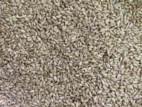 Купить яровую пшеницу по выгодной цене | Онлайн магазин