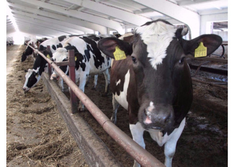 Продам сельхозпредприятие: животноводство и молочное