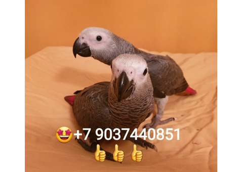 Продажа птенцов Жако из питомника