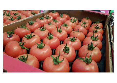 Предлагаем оптовые поставки томатов разных сортов