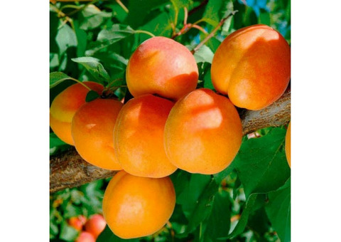 Саженцы яблони и других плодовых деревьев из питомника растений